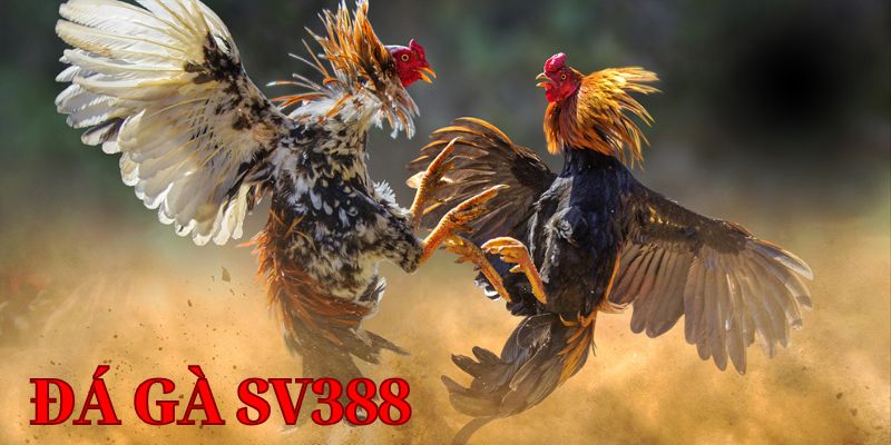 Những ưu điểm nổi bật tạo nên thương hiệu đá gà SV388